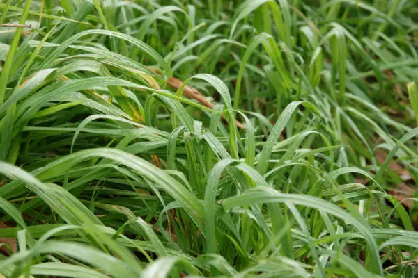 Seven Free Grass Textures Or Lawn Background Images 