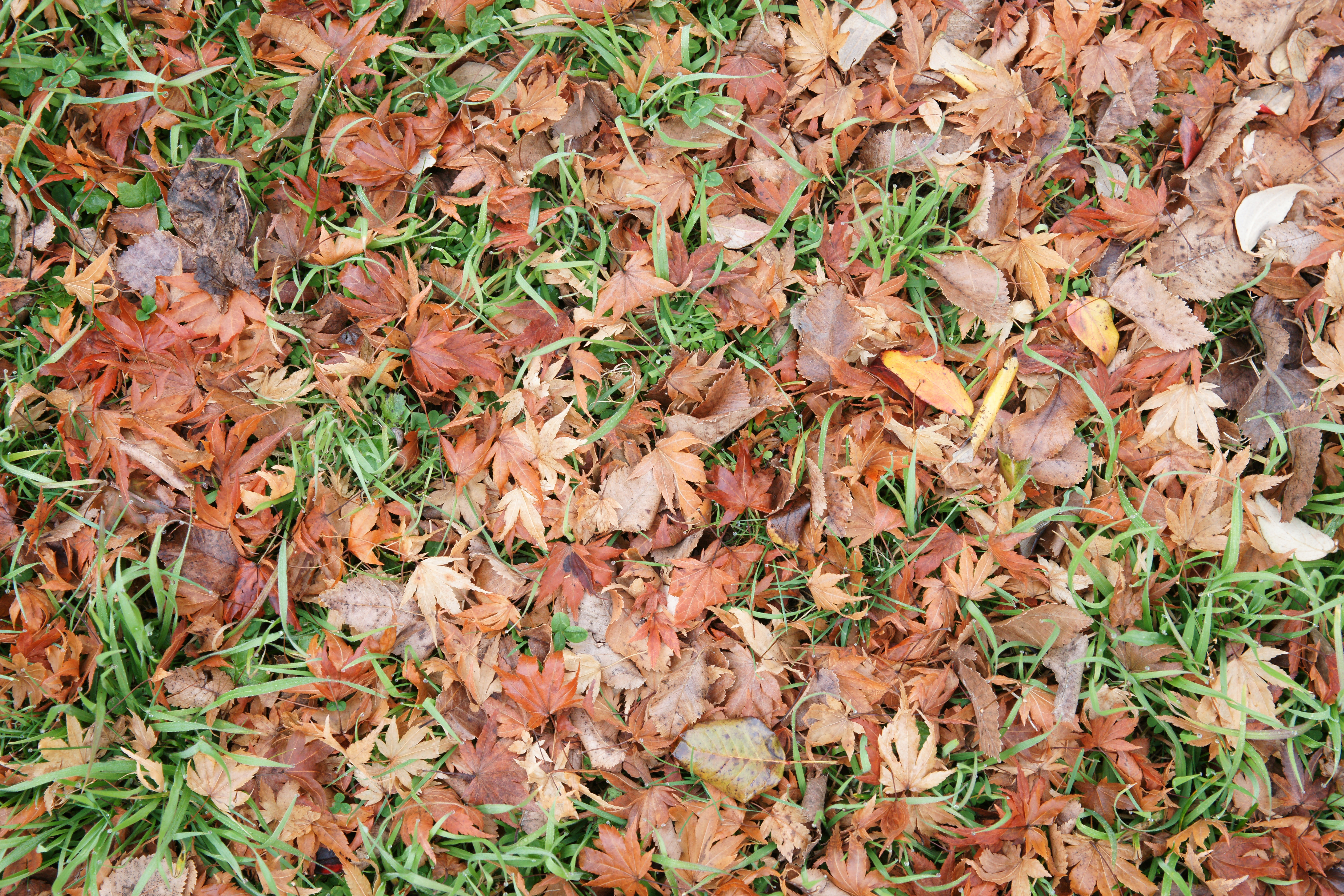 Grass Leaf Texture