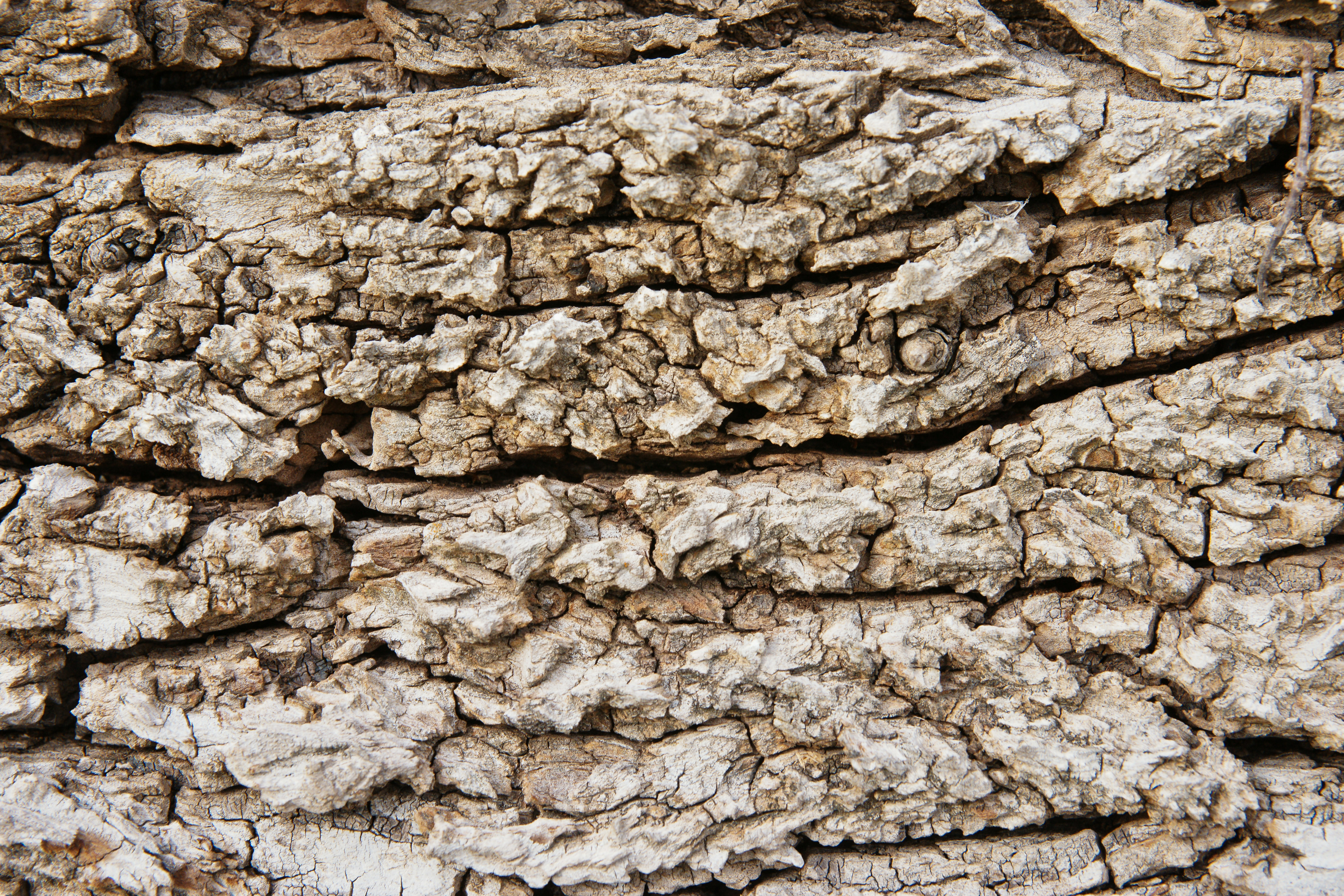 Vỏ cây gỗ thô mang đến sự mạnh mẽ và chắc chắn. Hình ảnh của vỏ cây gỗ thô được chụp bởi phóng viên chuyên nghiệp, giúp bạn thấy được sắc độc đáo và đẹp mắt của nó.