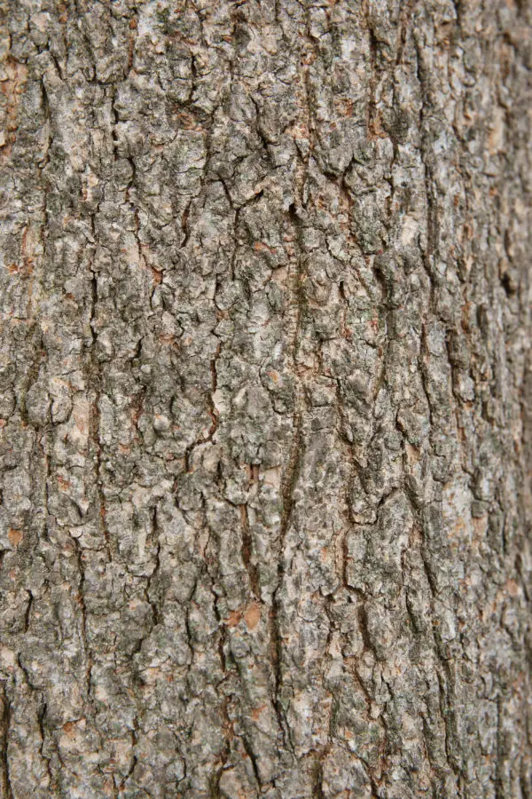 Two great elm tree bark textures