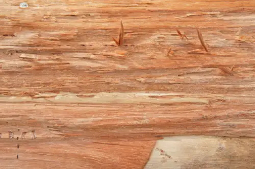 fresh cut wood texture