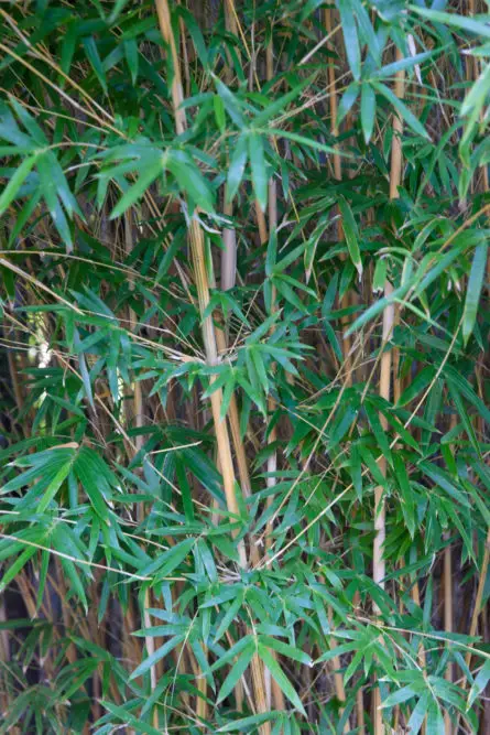 leafy bamboo background texture