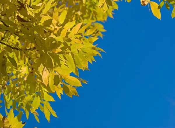 golden autumn leaves and a blue sky photo