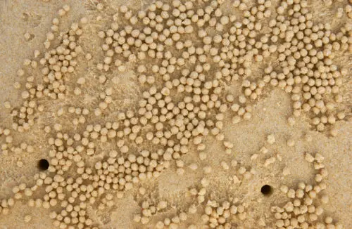 small balls on sand around holes on the beach photo