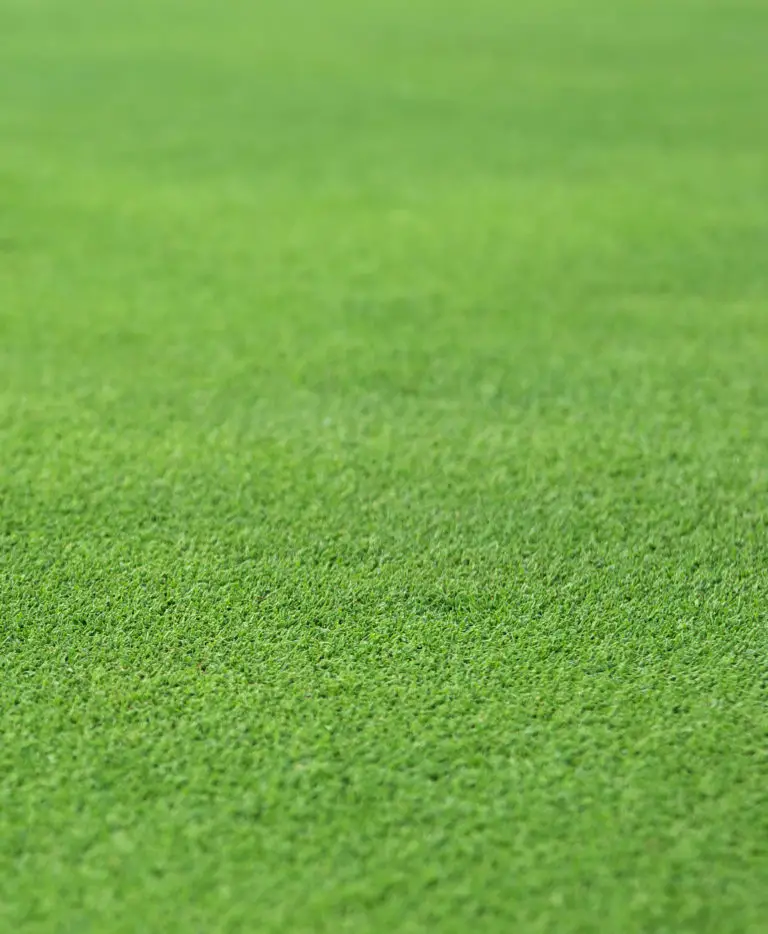 Stock Photo of a Perfect Grass Texture from a Golf Hole