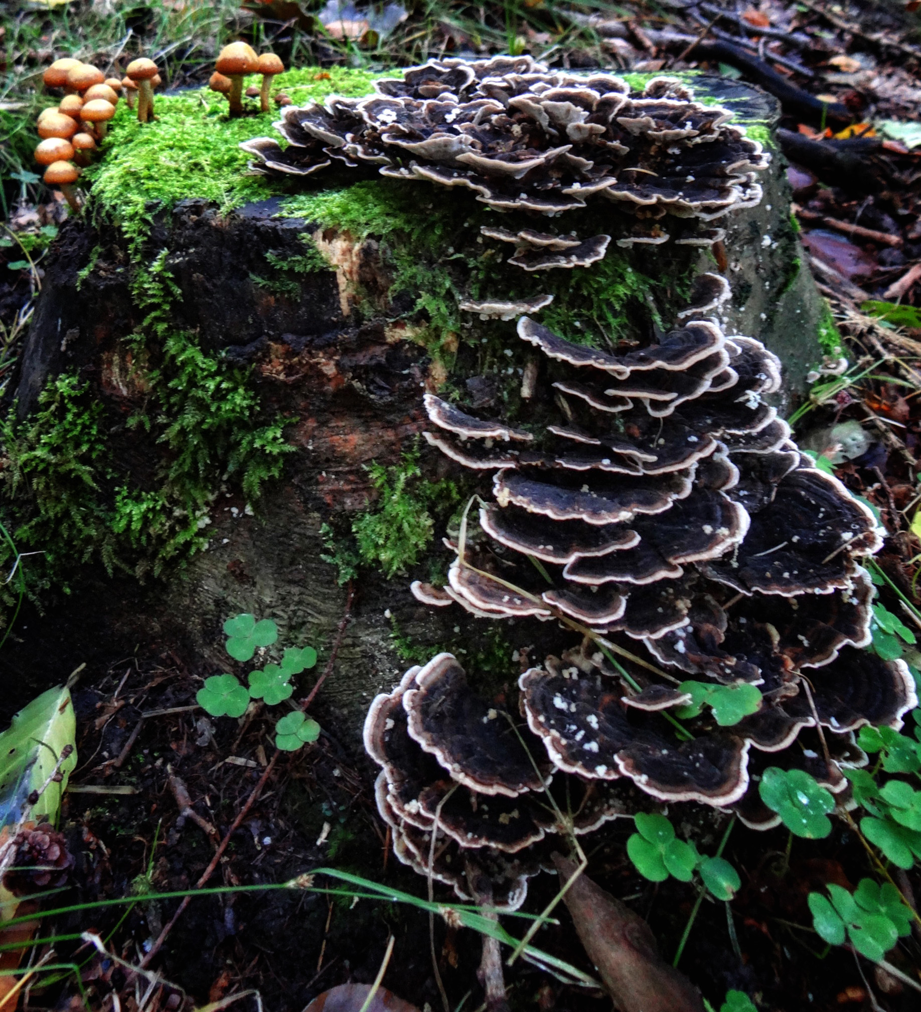 black mushroom background | Free Textures, Photos & Background Images