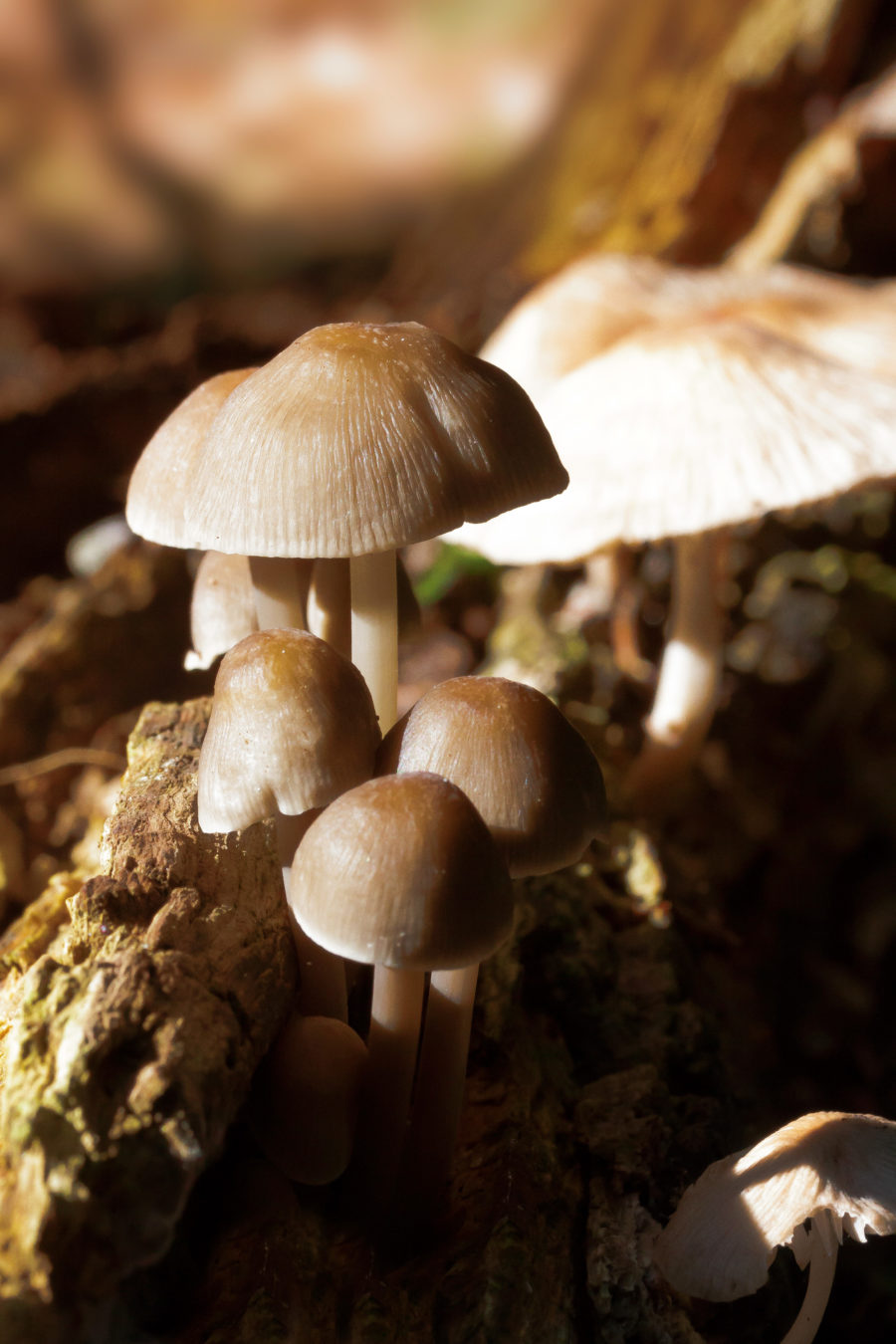 brown mushroom background | Free Textures, Photos & Background Images