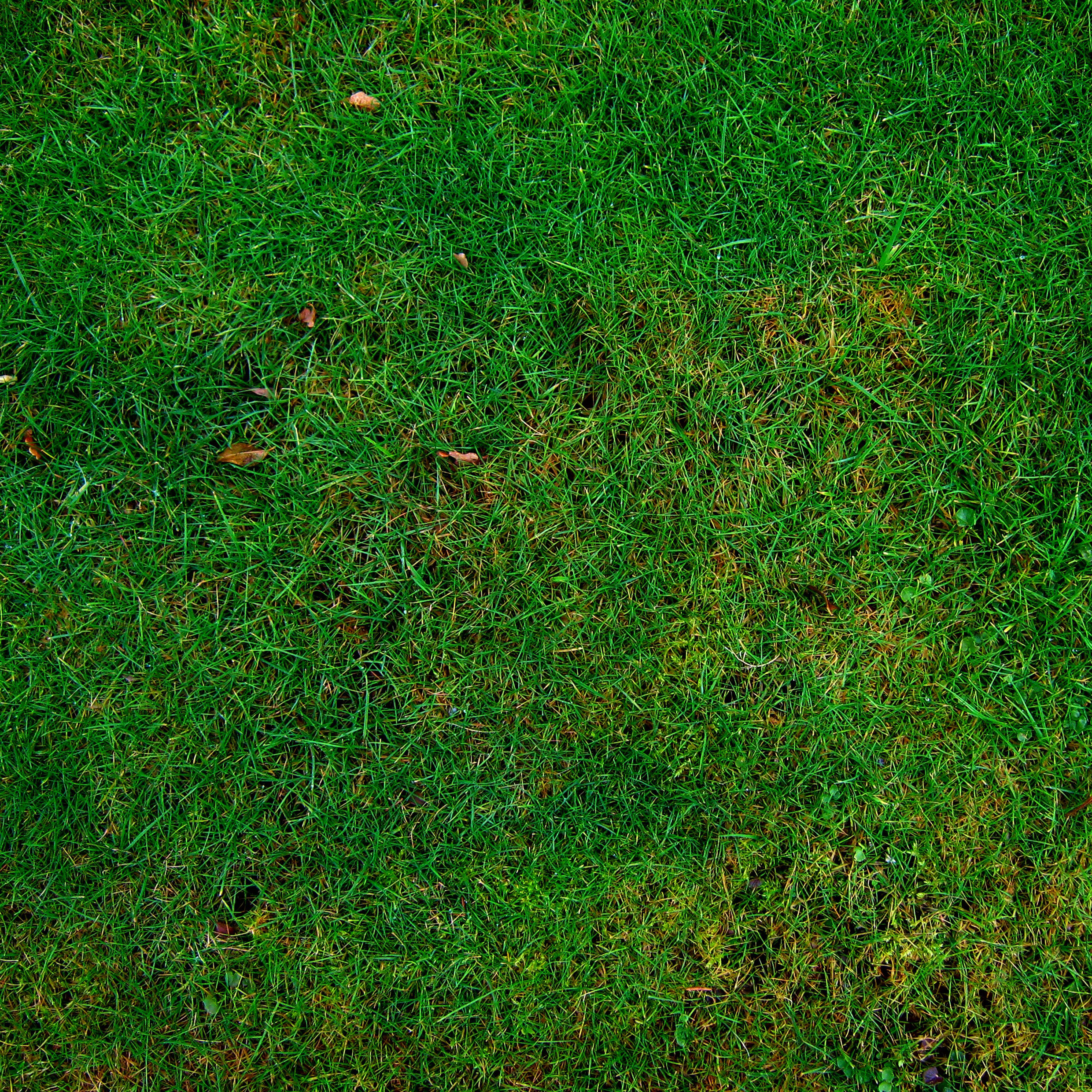 free lawn texture or grass background square image | Free Textures